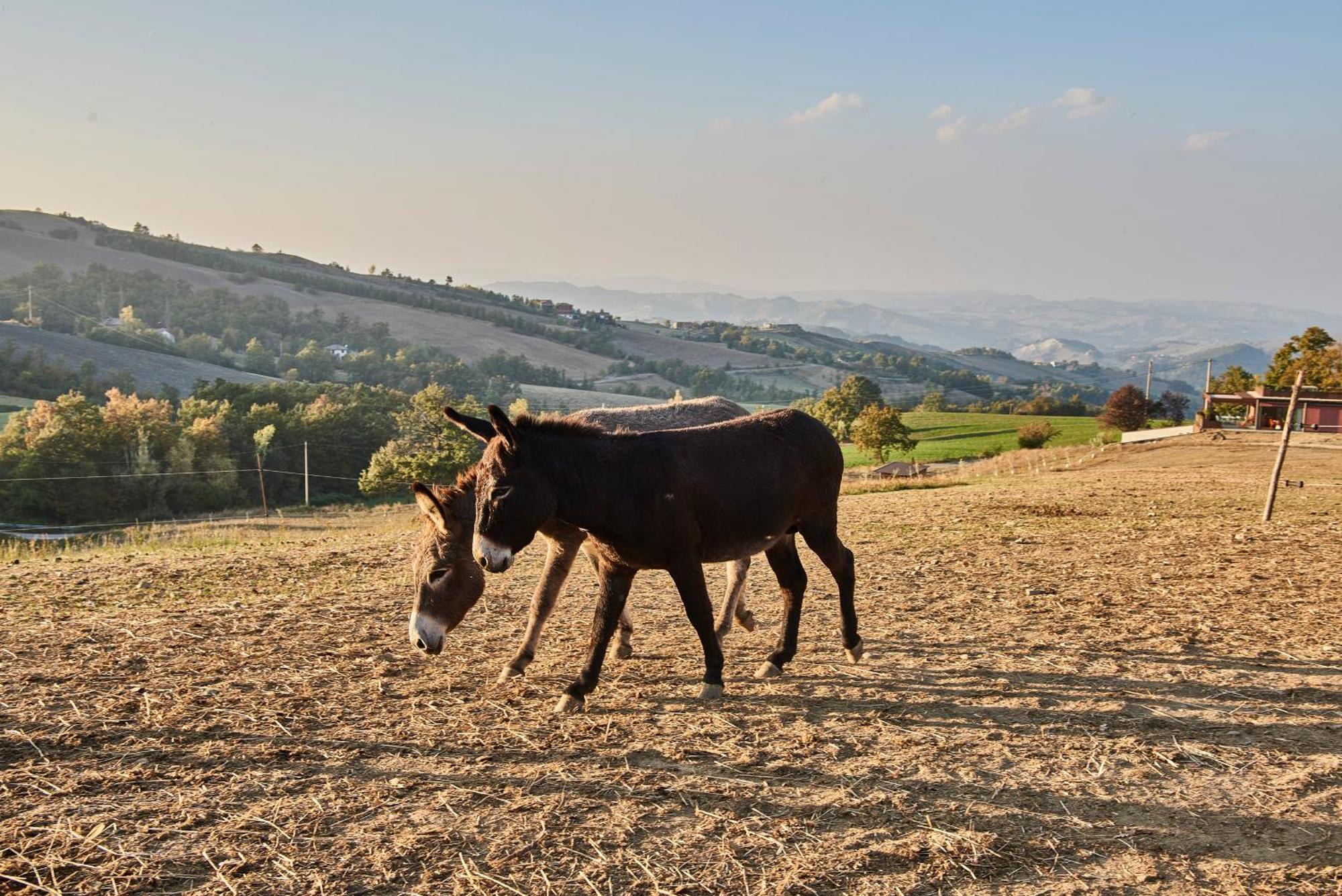 Agriturismo Prato Del Re Prignano sulla Secchia Екстериор снимка